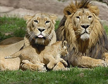 肖像,狮子,家族