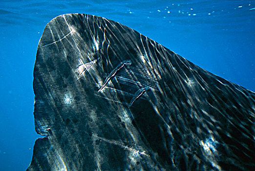 鲸鲨,鳍,螺旋桨,疤痕,宁哥路珊瑚礁,澳大利亚