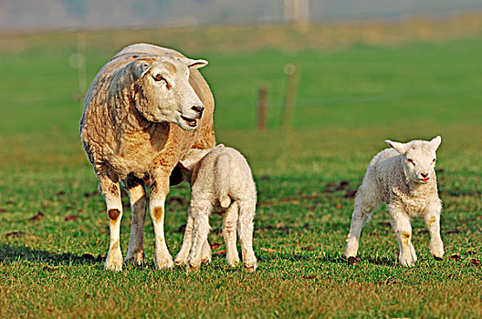 家羊,绵羊,母羊,羊羔,草场,北荷兰,荷兰,欧洲
