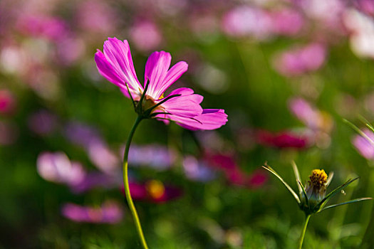 鲜花