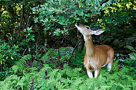 白尾鹿,弗吉尼亚,鹿,仙纳度国家公园,舍纳多峡谷,美国