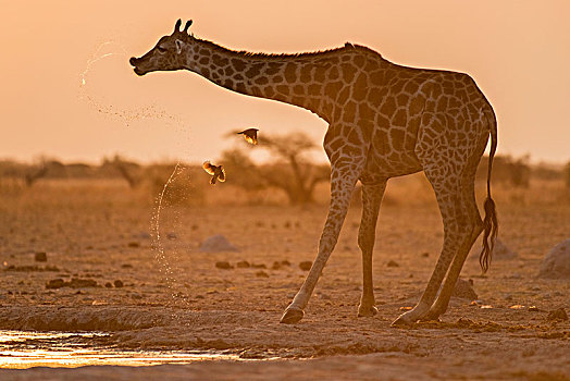 长颈鹿,饮料,水坑,日落,国家公园,地区,博茨瓦纳,非洲