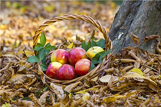 新鲜,苹果,篮子,秋天,花园