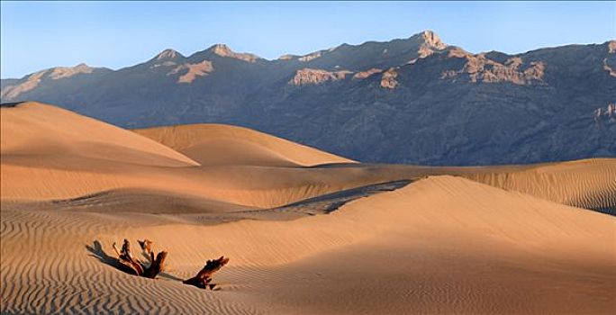 树桩,沙丘,死谷,死亡谷国家公园,加利福尼亚,美国