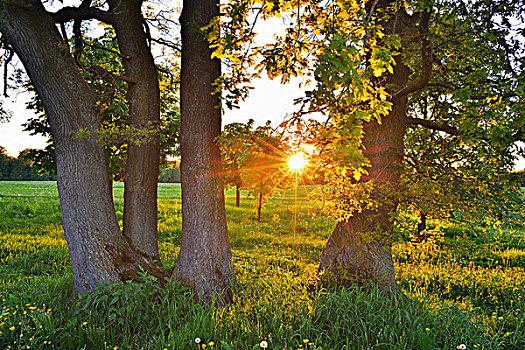 草地,树,太阳,奥登瓦尔德,黑森州,德国