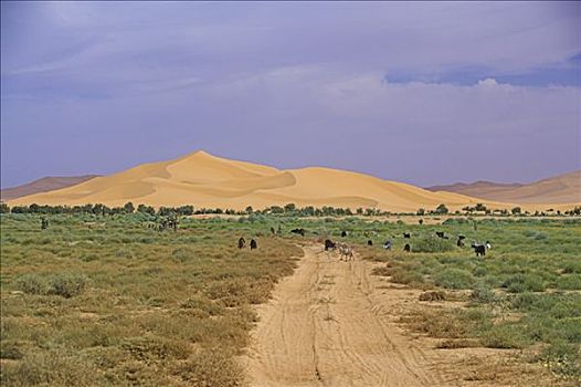 乡间小路,沙丘,利比亚