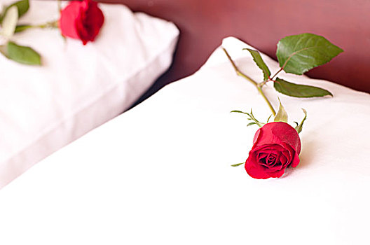 红玫瑰,枕头