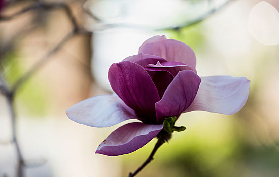 玉兰花,紫玉兰花