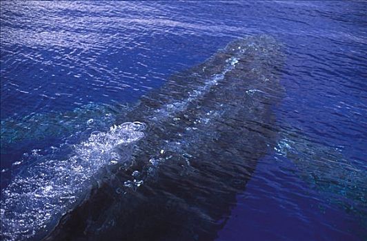 驼背鲸,大翅鲸属,鲸鱼,风景,表面,吹泡泡,毛伊岛,夏威夷,提示,照相