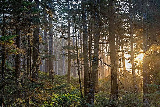 日落,光线,树林,赫西塔角,国家森林,俄勒冈,美国