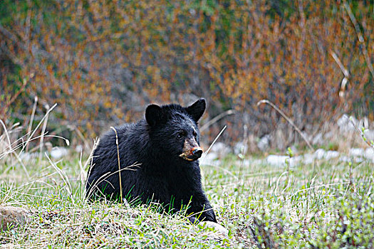 黑熊,美洲黑熊,一岁,幼兽,草,加拿大西部