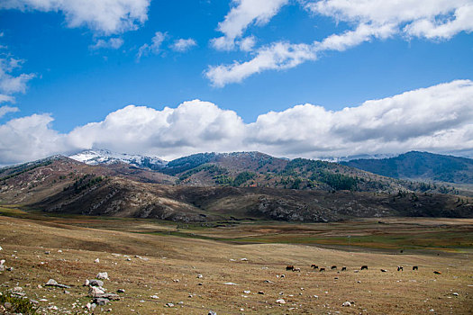 新疆布尔津县喀纳斯国家地质公园山谷草原牛羊群