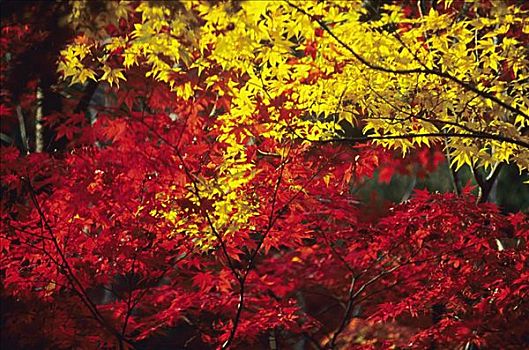 日本,京都,秋色,活力,红色,黄色,枫叶,树上