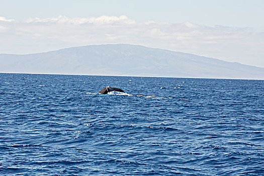 鲸,海洋