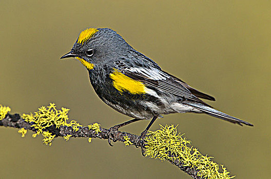 雄性,鸣禽,林莺属,栖息,德斯舒茨国家森林,俄勒冈,美国