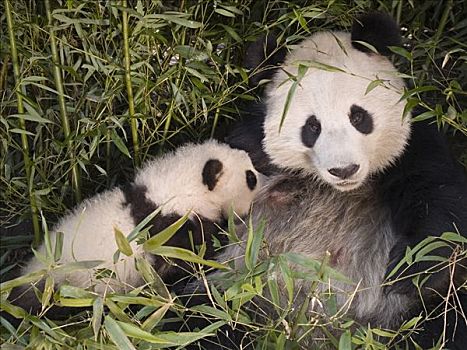 大熊猫,哺乳,幼兽,竹林,中国