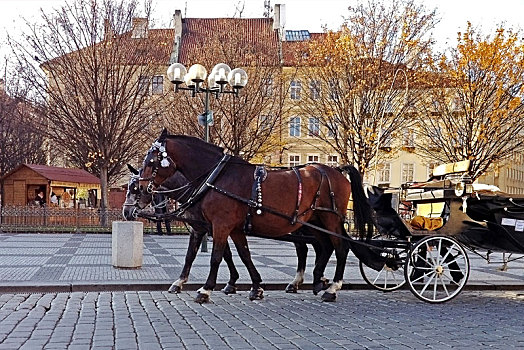 马,马车,老城广场,布拉格