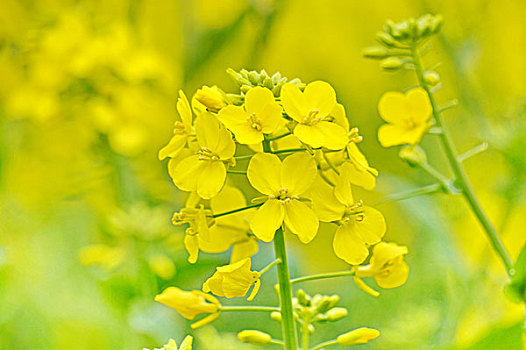 油菜花特写