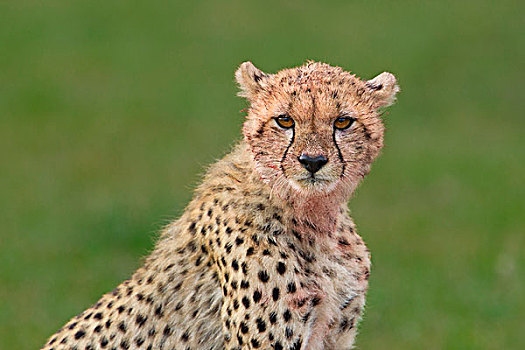 头像,一半,小猎豹,猎豹,马赛马拉国家保护区,肯尼亚,非洲