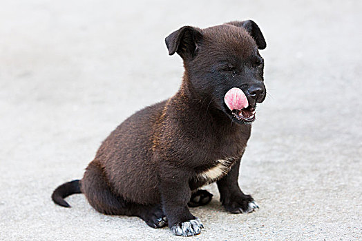 中华田园犬金棕色土狗小狗