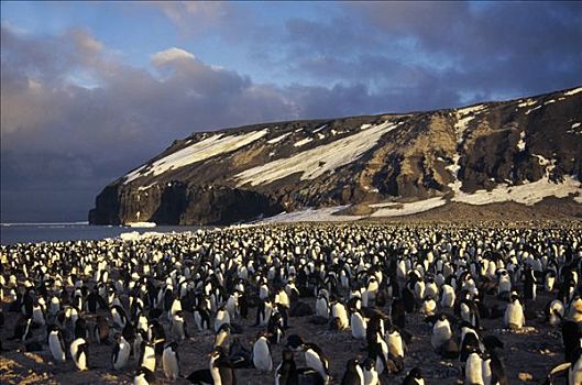 阿德利企鹅,密集,生物群,火山,朴素,夏末,罗斯海,南极