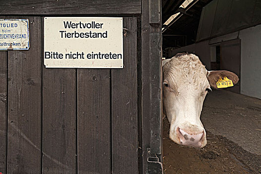 奶牛,向外看,谷仓,左边,标识,德国,巴伐利亚,欧洲