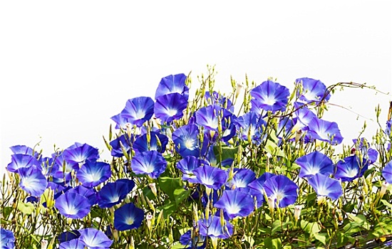 蓝色,牵牛花,花,白色背景
