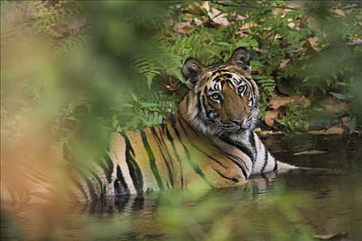 孟加拉虎,虎,老,幼小,降温,溪流,干燥,季节,四月,班德哈维夫国家公园,印度