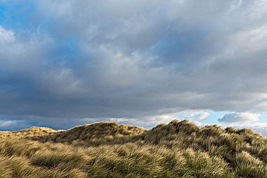 沙丘草,吹,风,海滩,多云天气,诺森伯兰郡,英格兰,英国