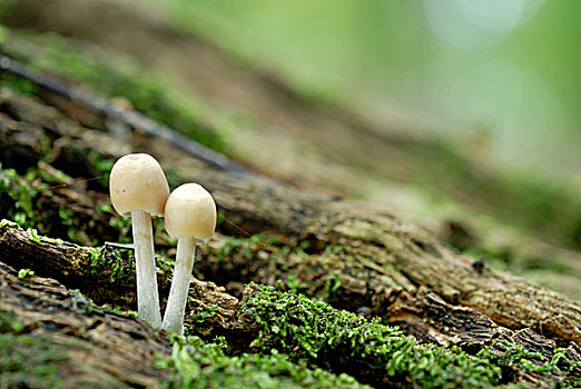 蘑菇,腐烂,橡树