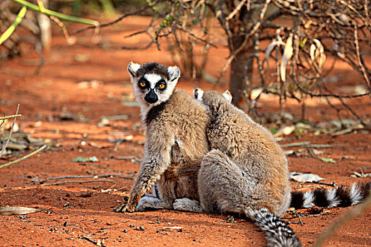 节尾狐猴,狐猴,两个,成年人,贝伦提保护区,马达加斯加,非洲