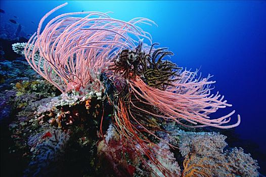 软珊瑚,珊瑚,礁石,所罗门群岛