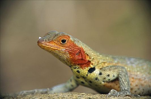 火山岩,蜥蜴,雌性,满,饲养,彩色,圣地亚哥,岛屿,加拉帕戈斯群岛,厄瓜多尔