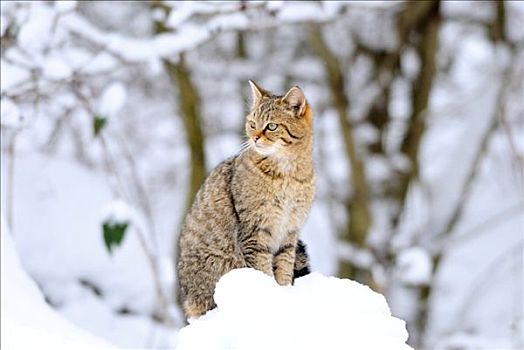 野猫科动物,斑貓,坐,雪中,巴伐利亚,德国