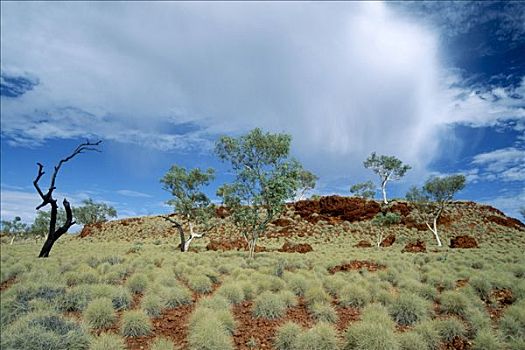 草,卡瑞吉尼国家公园,西澳大利亚,澳大利亚