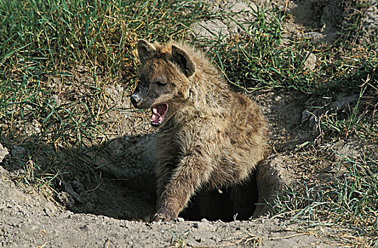 斑鬣狗,幼兽,哈欠,巢穴,入口,马赛马拉,公园,肯尼亚