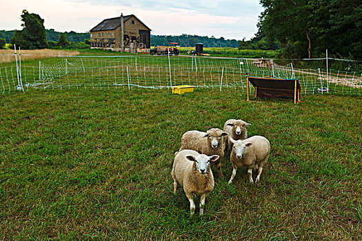 羊羔,深红色,三叶草,农场,马萨诸塞