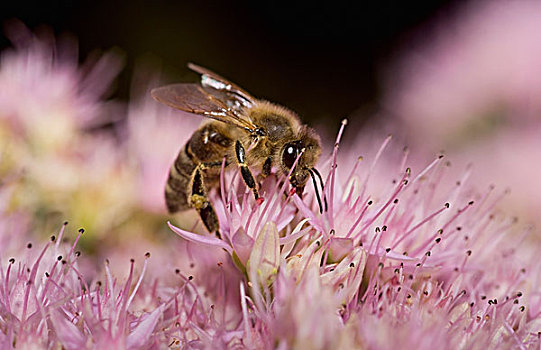 蜜蜂,栖息,花