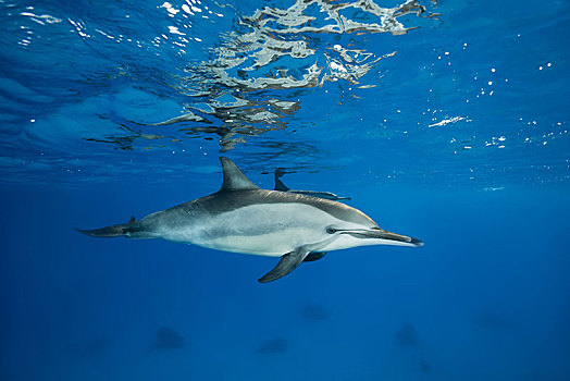 飞旋海豚,长吻原海豚,深海,反射,表面,红海,礁石,埃及,非洲