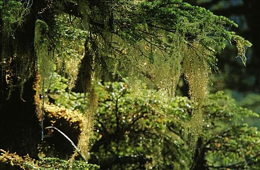苔藓,悬挂,努特卡,云杉,西加云杉,阿拉斯加,美国