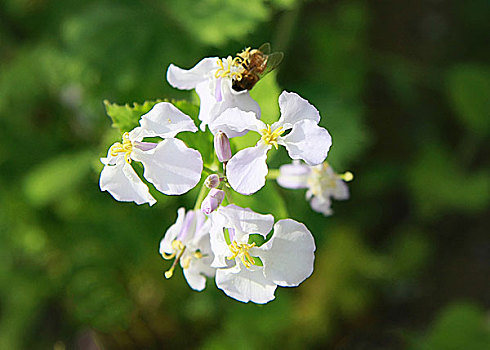 春日鲜花花卉微矩摄影