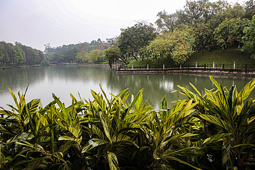 广州,白云仙馆,湿地公园,河道,水塘,植物,治理,树木,休闲,公园