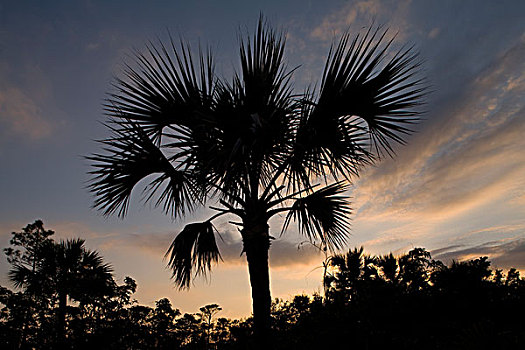 巴哈马,大巴哈马岛,岛屿,卢卡亚,国家公园,夕阳,剪影,棕榈树,加勒比,松树