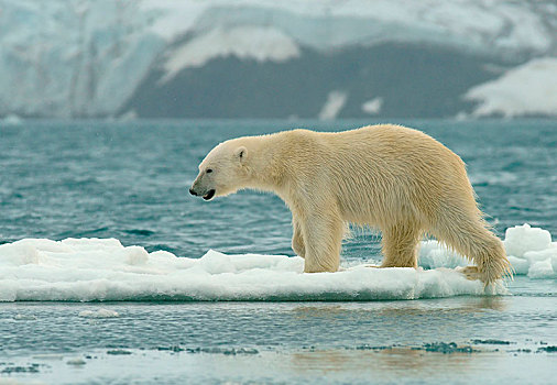 北极熊,上方,浮冰,斯瓦尔巴特群岛,挪威,北极,欧洲