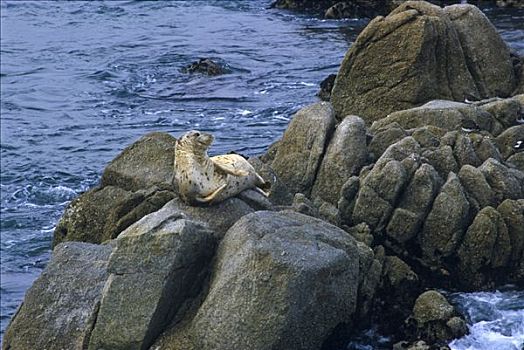 海豹,蒙特里,俄勒冈海岸,美国