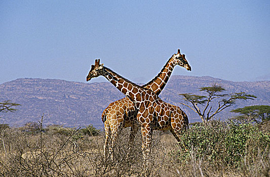 网纹长颈鹿,长颈鹿,肯尼亚