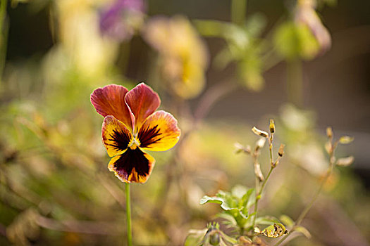 紫罗兰,秋天,花园