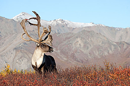 北美驯鹿,驯鹿属,雄性动物,秋天,彩色,苔原,德纳里峰国家公园,阿拉斯加