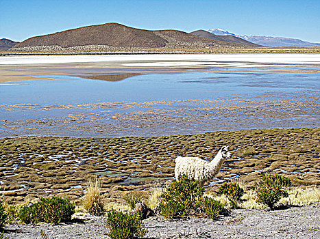 玻利维亚,高原,美洲驼