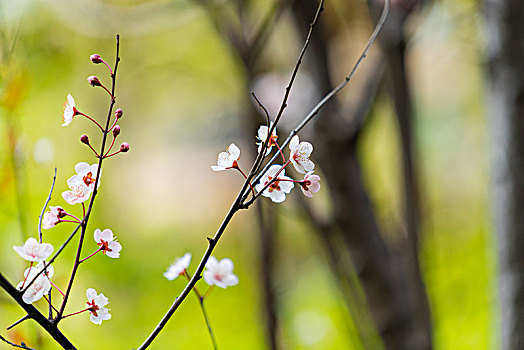 梅花枝头